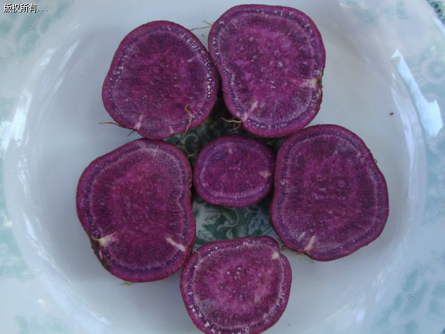 济黑紫薯苗供应基地济黑紫薯苗批发
